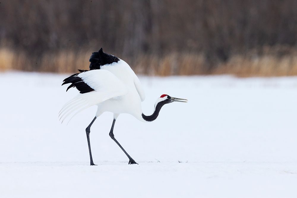 Japan-Hokkaido-Kushiro